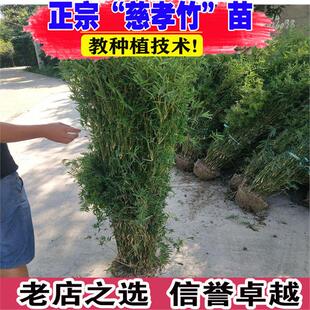 丛生慈孝竹盆栽苗绿植庭院室外景观竹子苗南北方青竹四季常青植物