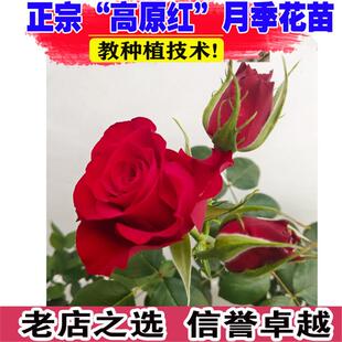 高原红月季花苗新品切花玫瑰植物红色系大花灌木庭院阳台多季开花