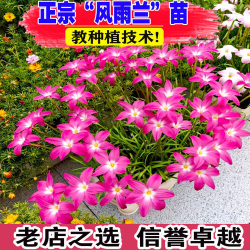 葱兰花苗韭兰风雨兰种球花卉葱莲多年生耐寒四季播种庭院绿化花苗
