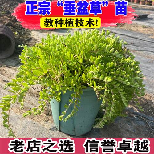 可食用垂盆草材盆栽正宗新鲜蛇丹草护肝垂盘草绿植草籽苗