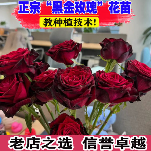 黑金玫瑰花大苗茶香切花月季盆栽暗红色有丝绒感阳台庭院花卉植物