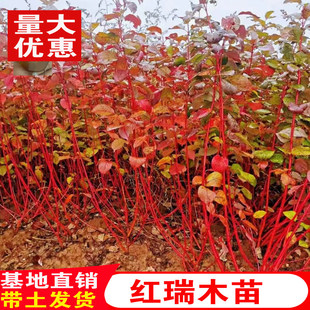 丛生红瑞木树苗红杆麻球红柳枝条庭院植物绿化苗木南北方种植耐寒