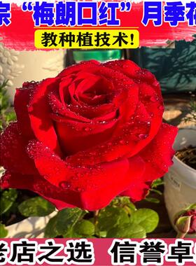 梅朗口红月季花大苗盆栽阳台庭院大红花浓香玫瑰花四季花卉绿植物