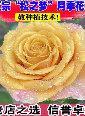 日本大花浓香月季花苗 松之梦 灌木复古色切花盆栽玫瑰多季开花