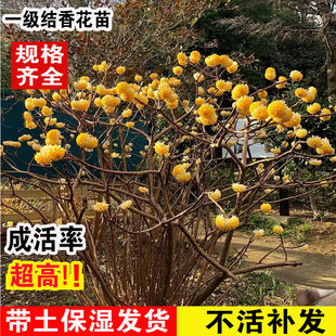 结香花苗梦花树苗金腰带打结花梦冬花浓香型花卉庭院别墅植物盆栽