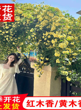 黄木香红木香花苗爬藤植物