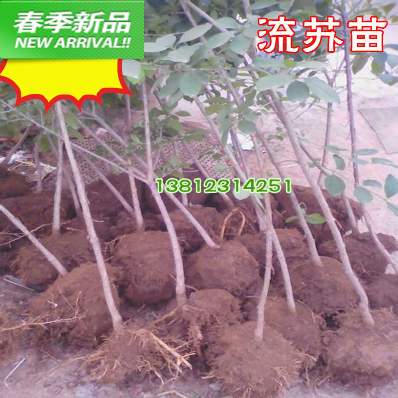 庭院植物流苏树苗油根子树苗嫁接桂花母本流苏小苗绿化苗木图片