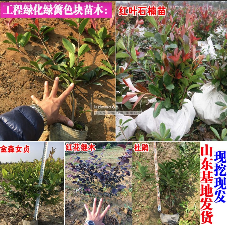 毛娟小苗映山红树苗红花继木金森女贞庭院绿化植物杜鹃苗夏娟紫鹃图片