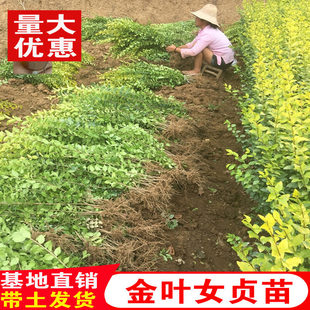金叶女贞球型树苗金叶女贞树苗耐寒庭院小区绿化色块绿篱四季常青