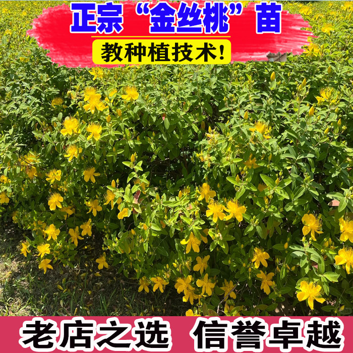 金丝桃苗金丝梅小苗花灌木树苗庭院别墅绿化苗五心花金丝海棠盆栽图片