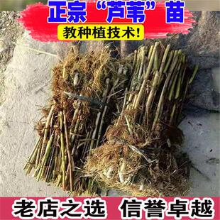 野生芦苇粽叶新鲜芦苇叶芦苇根苗苇子苗水生挺水植物净化水质造景