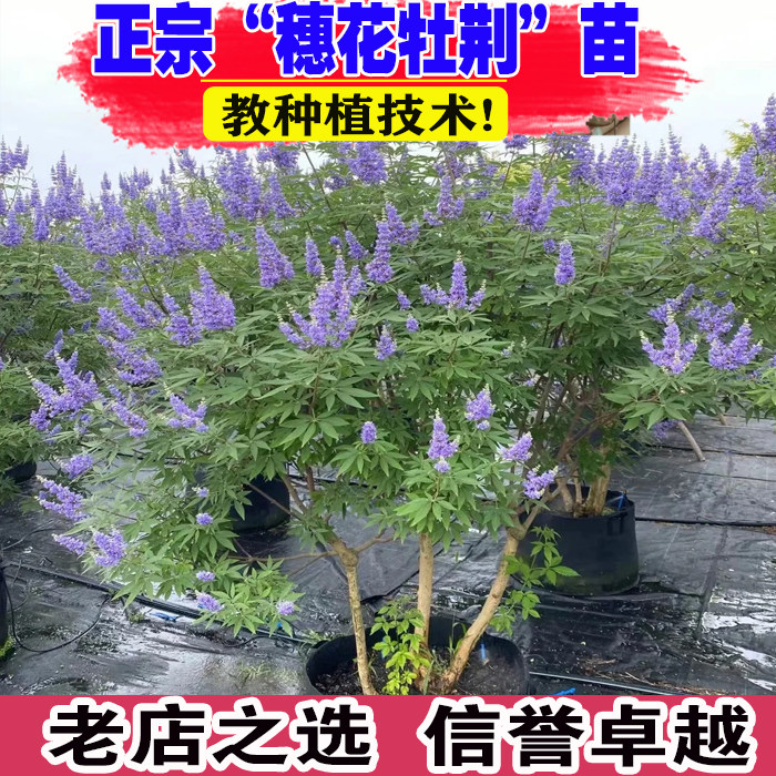 穗花牡荆大苗盆栽阳台庭院户外花卉植物像紫色薰衣草浓香花镜搭配图片