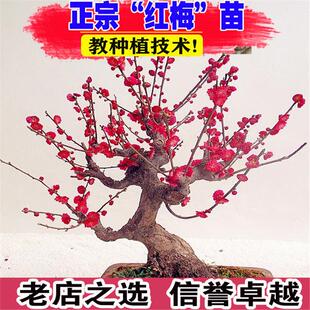 耐寒红梅花树苗地栽庭院浓香型四季花卉植物骨里红梅腊梅绿梅室外