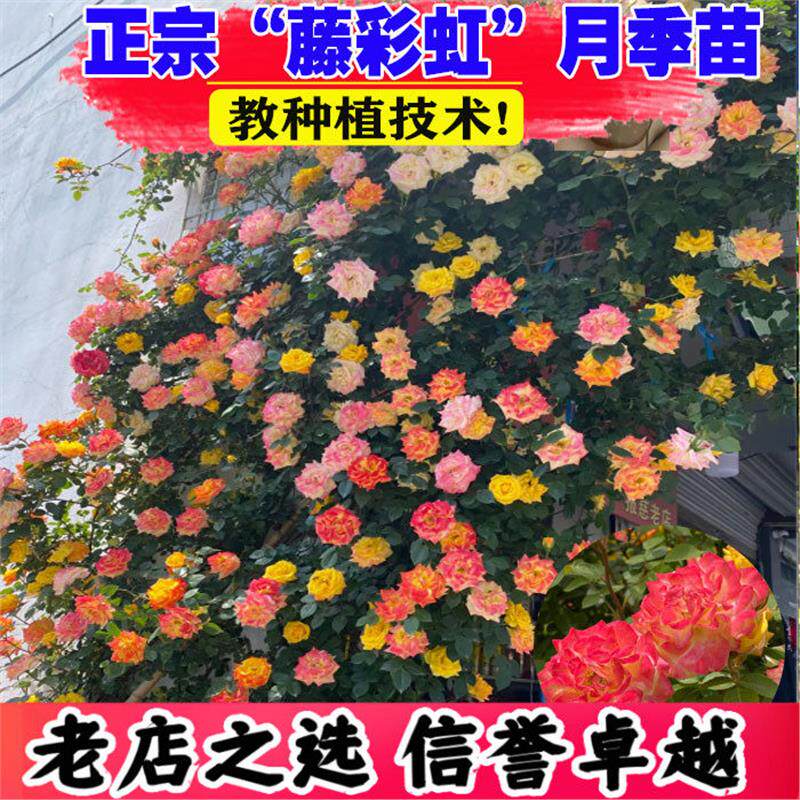 藤彩虹藤本月季花苗盆栽爬藤植物月季/蔷薇/玫瑰