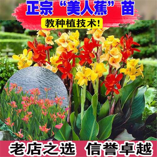 水生美人蕉花苗大叶美人蕉绿植盆栽阳台花卉室外庭院造景植物