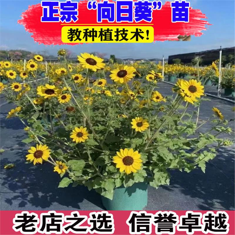光辉岁月向日葵盆栽带花苞小苗四季好养太阳花室内外阳台绿植花卉图片