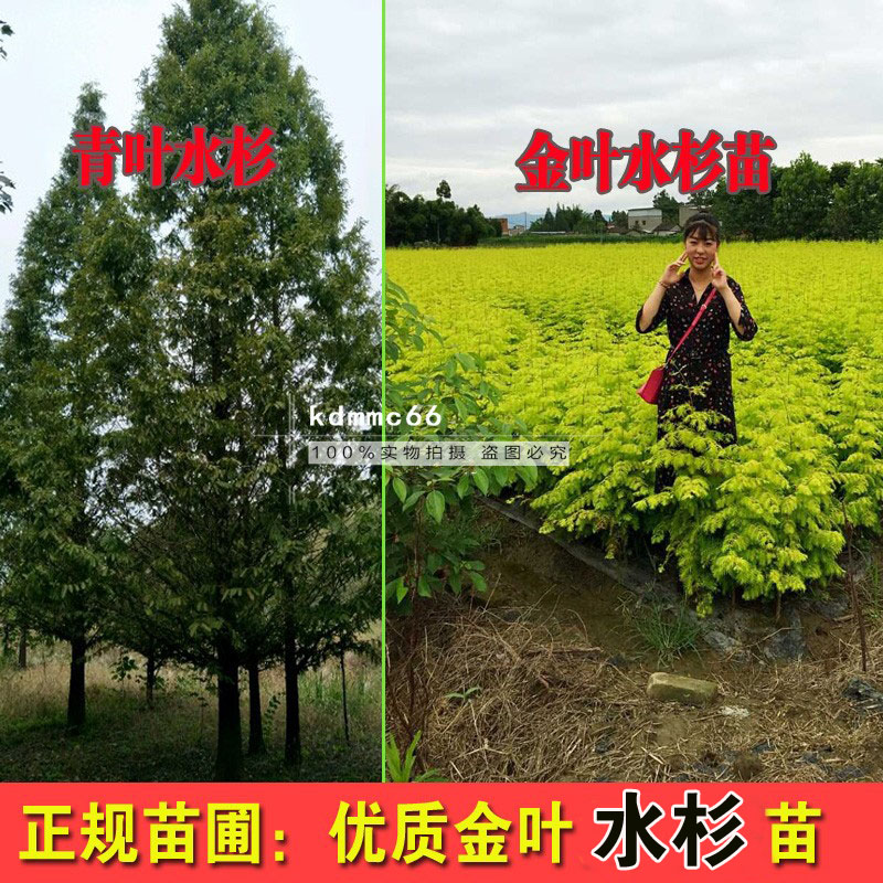 彩叶新品种 金叶水杉苗 青叶水杉树苗绿化苗木庭院绿化植物水松树