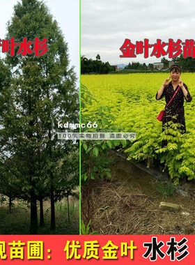 彩叶新品种 金叶水杉苗 青叶水杉树苗绿化苗木庭院绿化植物水松树