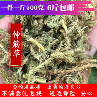 筋骨草 大伸筋草 舒筋草 伸筋草500克野生无硫天然另售益智仁远志