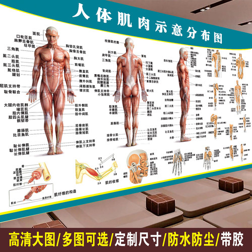 人体肌肉骨骼解剖图海报