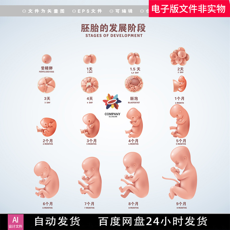 医学人类胚胎发育阶段宝贝生物学囊胚细胞胎儿的形成胎儿发育素材