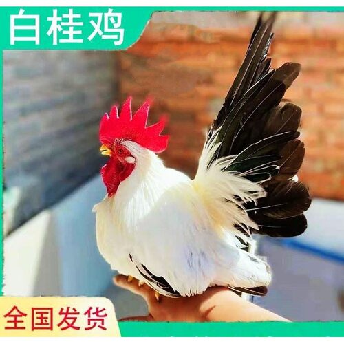 白桂鸡元宝鸡泰国矮脚鸡受精种蛋观赏鸡宠物鸡长不大可孵化小鸡苗