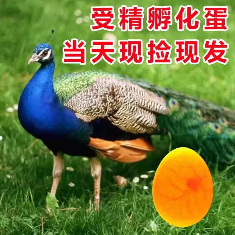 孔雀受精种蛋正宗种蛋花孔可孵化雀苗家养孵化宠物观赏孔鸟包受精