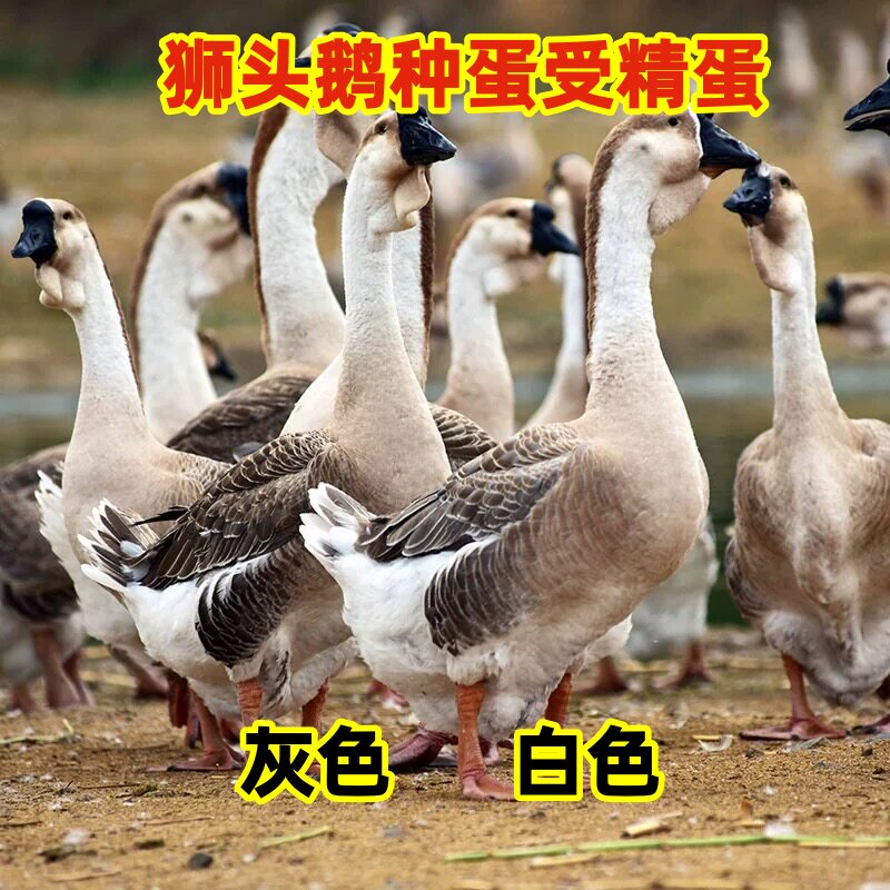 现捡灰狮头鹅灰种蛋受精狮头鹅白鹅蛋可孵化纯种大体受精鹅蛋新鲜