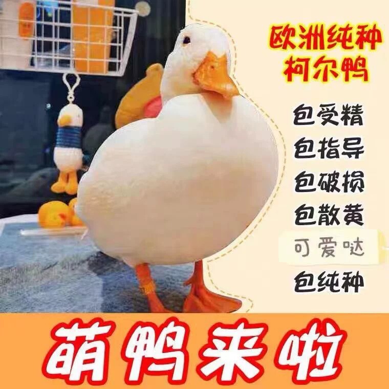 冲鸭柯尔鸭仔受精蛋网红科尔鸭受精蛋宠物鸭子种蛋柯尔鸭崽活包邮