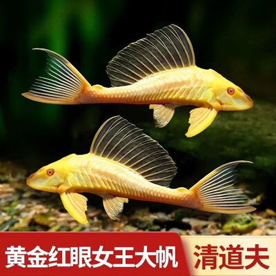 发顺丰红眼黄金大帆女王除藻垃圾