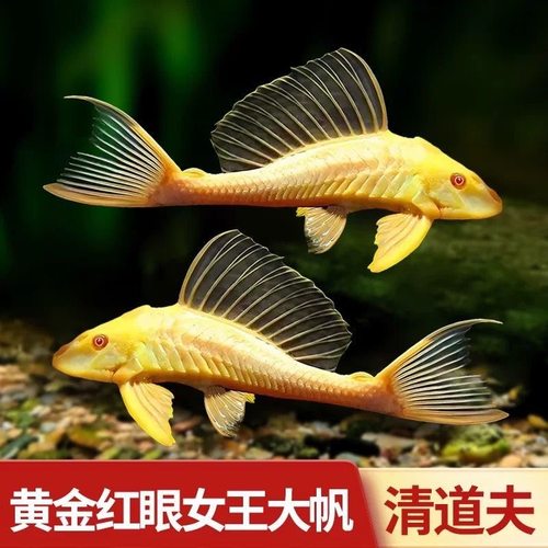 发顺丰红眼黄金大帆女王除藻垃圾