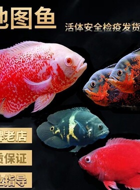 黑白地图鱼活体猪仔鱼花猪鱼大型热带观赏鱼银龙鱼鹦鹉鱼