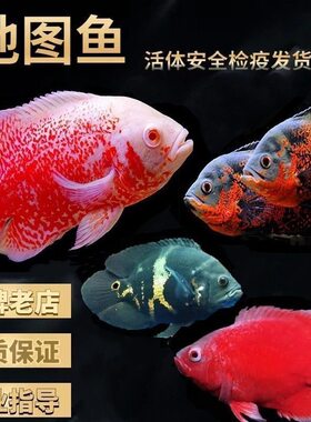 黑白地图鱼活体猪仔鱼花猪鱼大型热带观赏鱼银龙鱼鹦鹉鱼