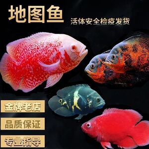黑白地图鱼活体猪仔鱼花猪鱼大型热带观赏鱼银龙鱼鹦鹉鱼