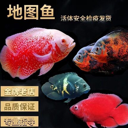 黑白地图鱼活体猪仔鱼花猪鱼大型热带观赏鱼银龙鱼鹦鹉鱼