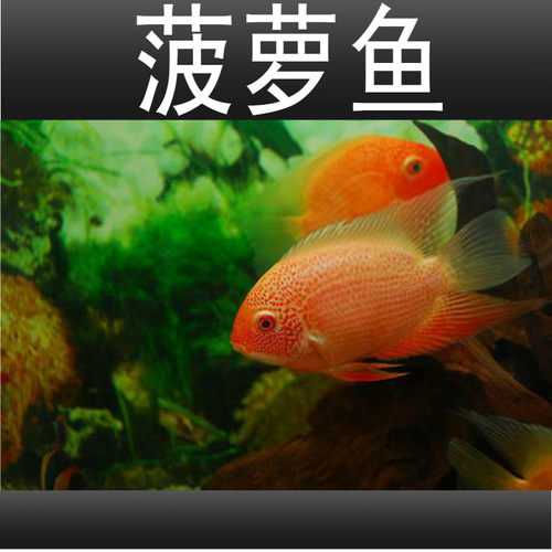 喷点菠萝活体热带大型鱼