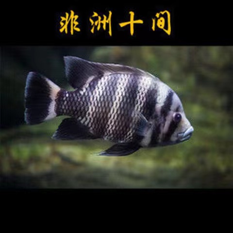 非洲十间鱼活体鱼苗大型热带观赏鱼龙鱼配鱼坦鲷马鲷鱼