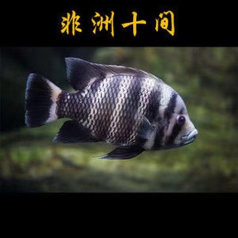 非洲十间鱼活体鱼苗大型热带观赏鱼龙鱼配鱼坦鲷马鲷鱼
