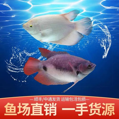 战船鱼大型热带观赏鱼龙鱼配鱼