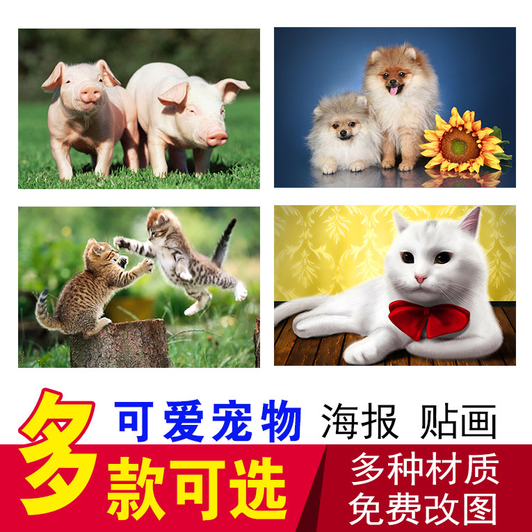 宠物美容造型狗挂图名犬小狗狗海报kt板画宠物店海报可爱动物图片