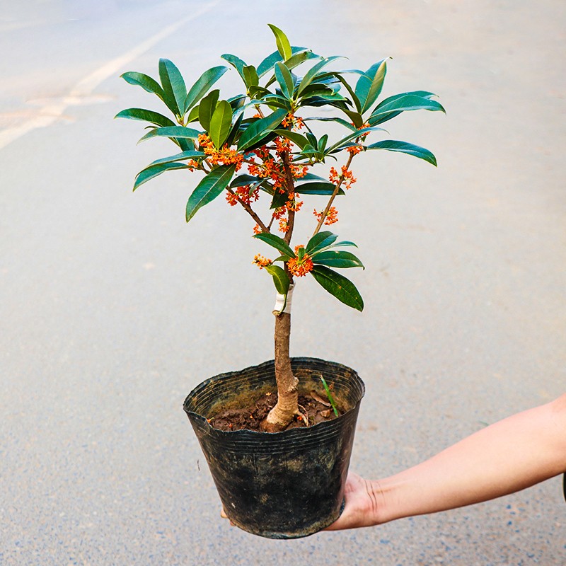 嫁接沉香桂桂花树苗盆栽花卉室内室外耐寒庭院植物四季浓香金桂丹