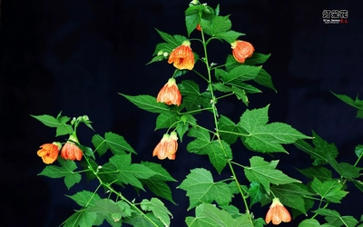 Китайские характерные цветы похожи на красные фонари, зажженные доли, колокольчики ветра, цветы фонаря, крышки висящих колокольчиков цветы