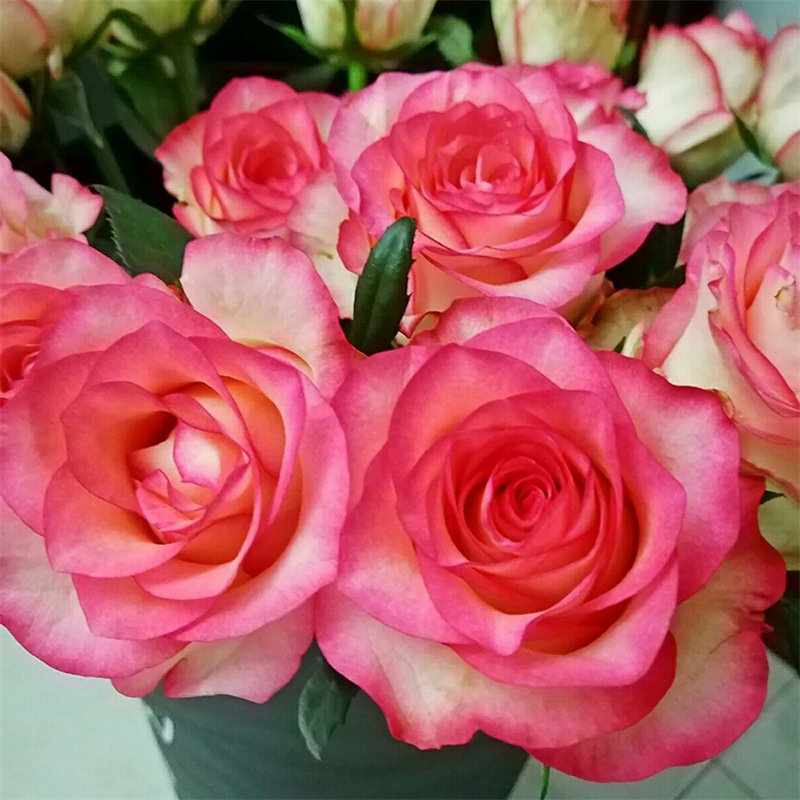 花卉梦露月季新品切花玫瑰月季花苗大花粉绿复色包子型盆地栽四季