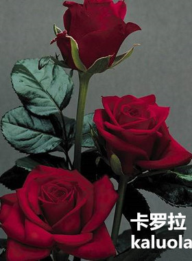 家居饰品  月季 大花 浓香 玫瑰 花苗 卡罗拉 切花 月季花 盆栽