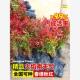 火焰南天竹盆栽树苗水养培室内客厅庭院四季 种植花卉绿植花镜植物