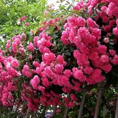 浓香 阳台 爬藤 月季 小苗 蔷薇 多花 植物 庭院 14元 攀援 3颗