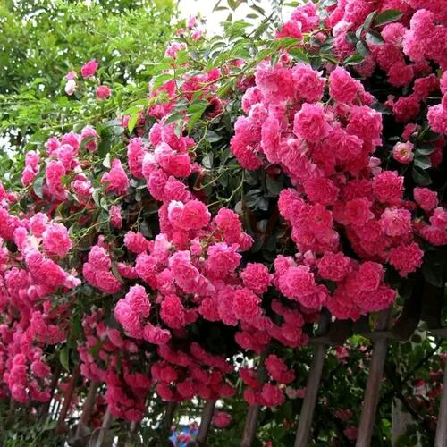 14元3颗 多花 爬藤 植物 蔷薇 月季 小苗 攀援 浓香 庭院   阳台