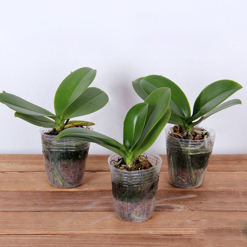 蝴蝶兰花苗盆栽四季好养客厅植物