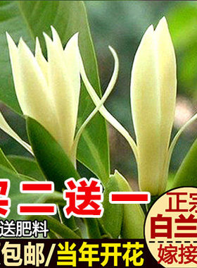 白兰花树苗盆地栽植物嫁接黄角黄桷白黄玉兰室内外浓香庭院