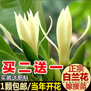 白兰花树苗盆地栽植物嫁接黄角黄桷白黄玉兰室内外浓香庭院